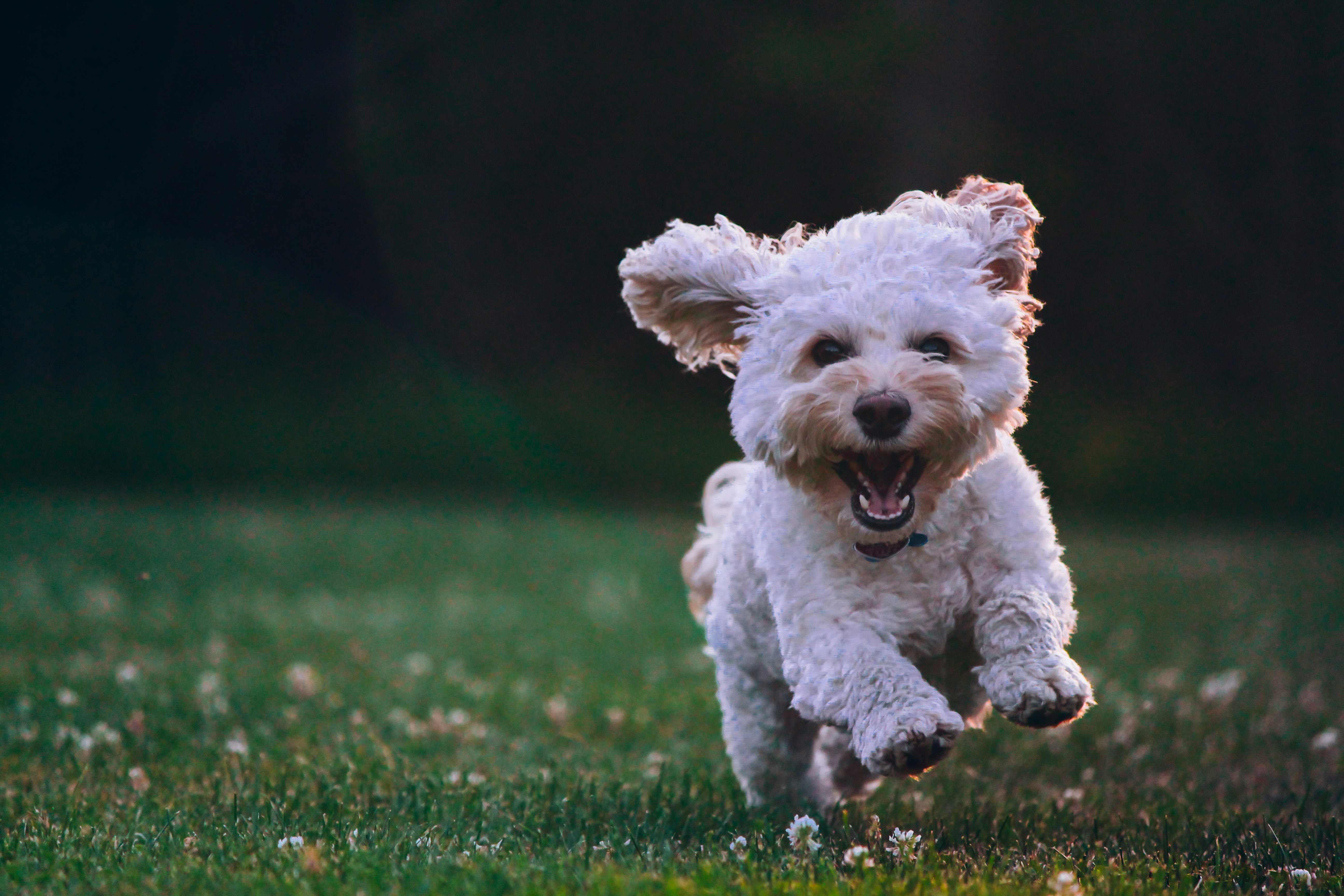 Happy white dog running on grass